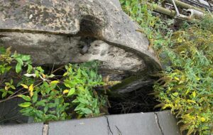 A remnant of 1865 stonework at Findlater’s Corner is under attack from buddleia. 