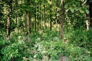 Eastern Himalayas by Abhijit Dasgupta