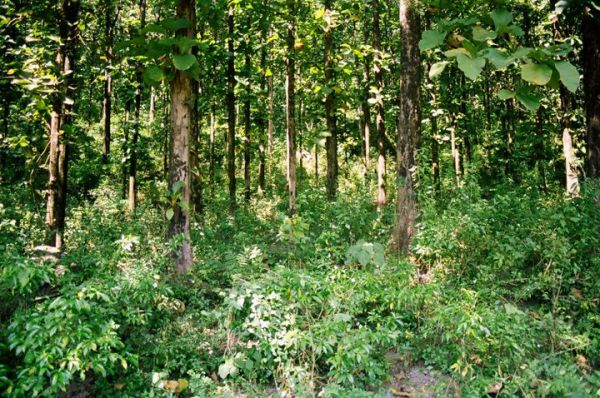 Eastern Himalayas by Abhijit Dasgupta