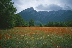 Colour photograph of a green meadow full of red poppies with the Abruzzo mountains rising behind.