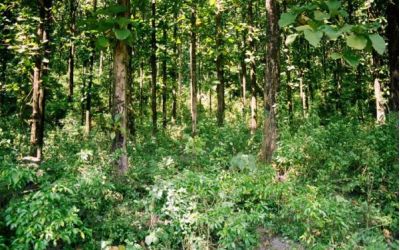 Eastern Himalayas by Abhijit Dasgupta